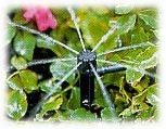 Automatic Watering Tip